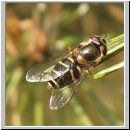 Dasysyrphus pinastri - Mondfleck-Waldschwebfliege w01.jpg